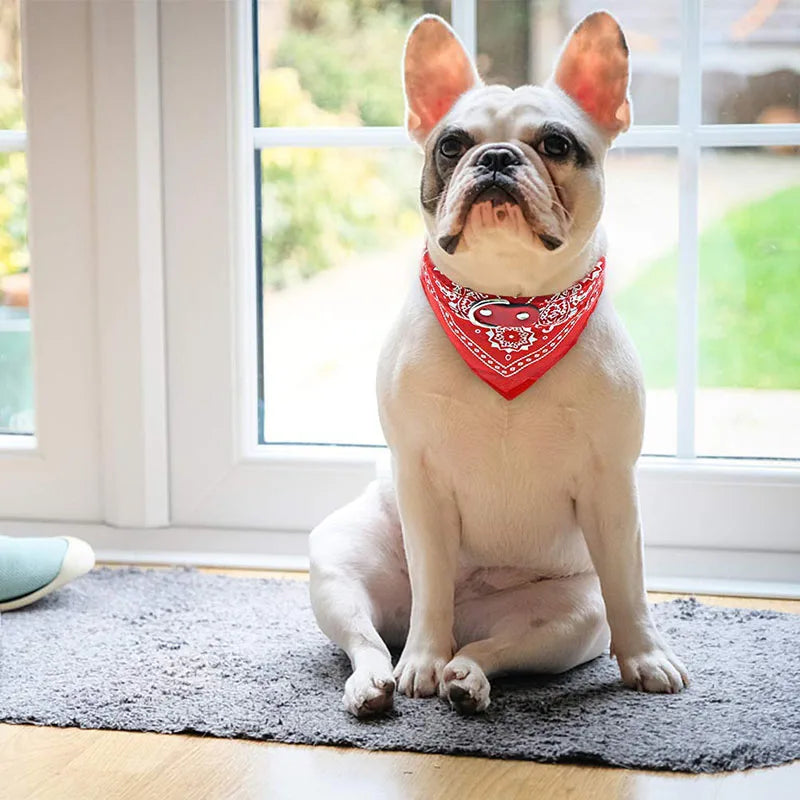 Hundhalsband med scarf