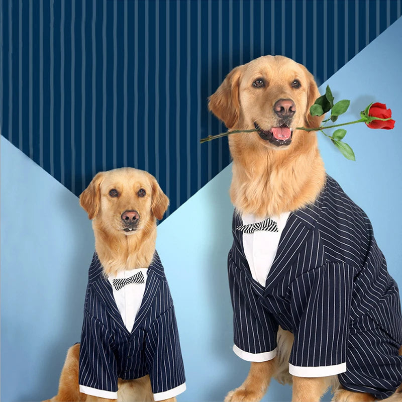 Kostym med fluga för stor hund