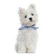 Scarf för liten hund