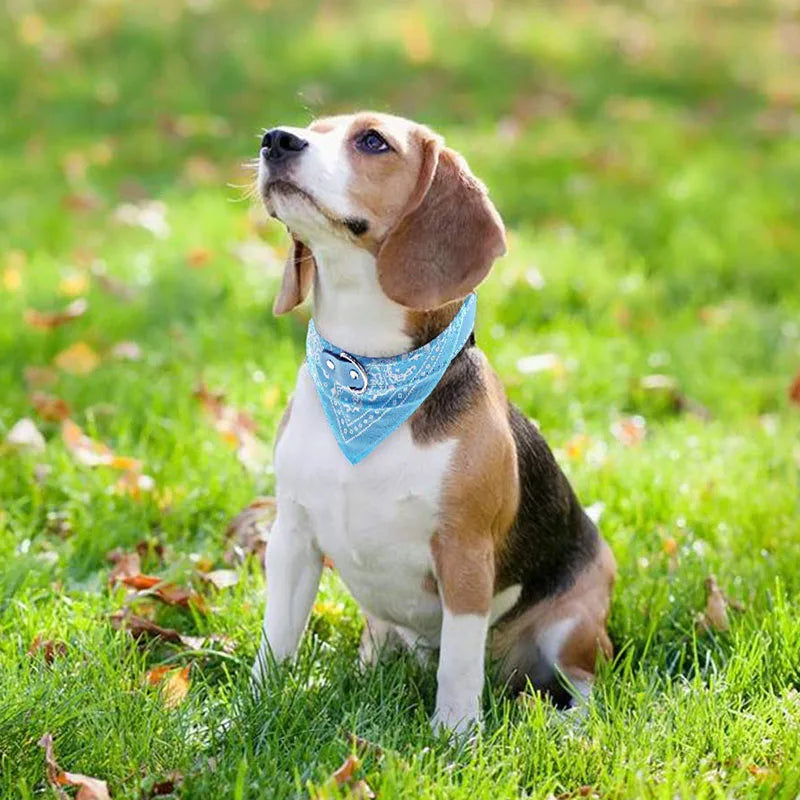 Hundhalsband med scarf