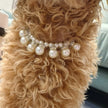 Pärlhalsband för hund
