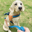 Hundsele i jeanstyg & koppel