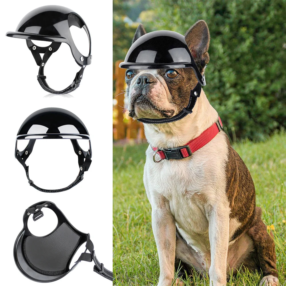 dog with helmet