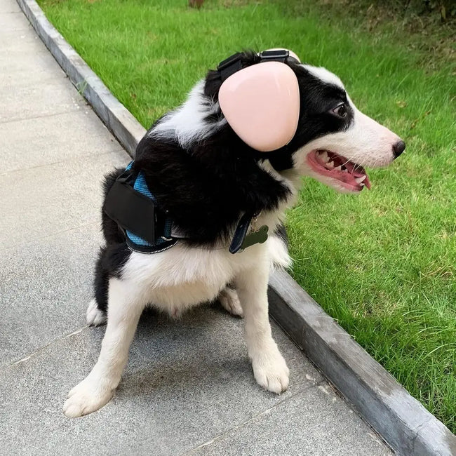 Hörselskydd för hund