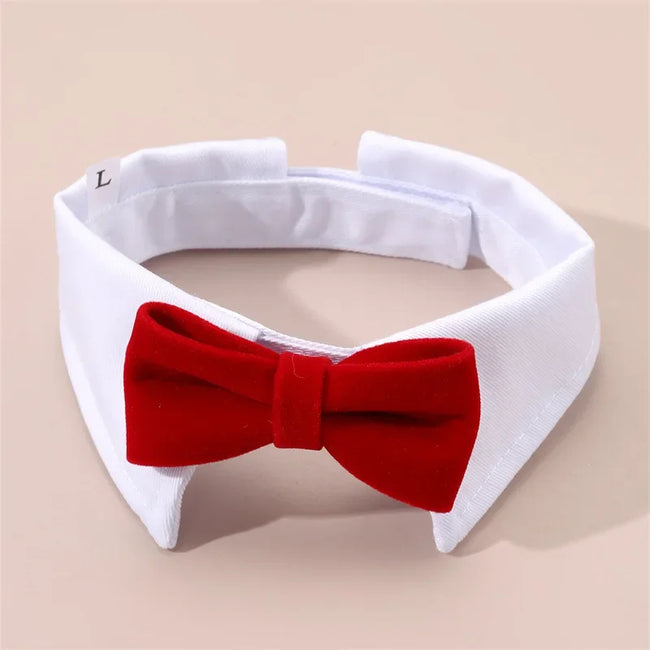 Fluga på krage för hund