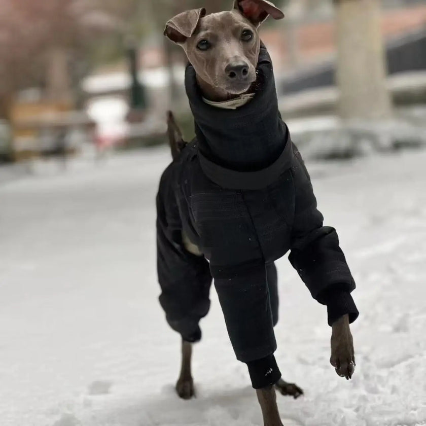 Vinteroverall för hund