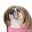 Peruk för hund