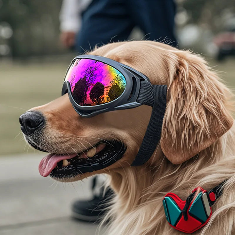 Goggles för hund