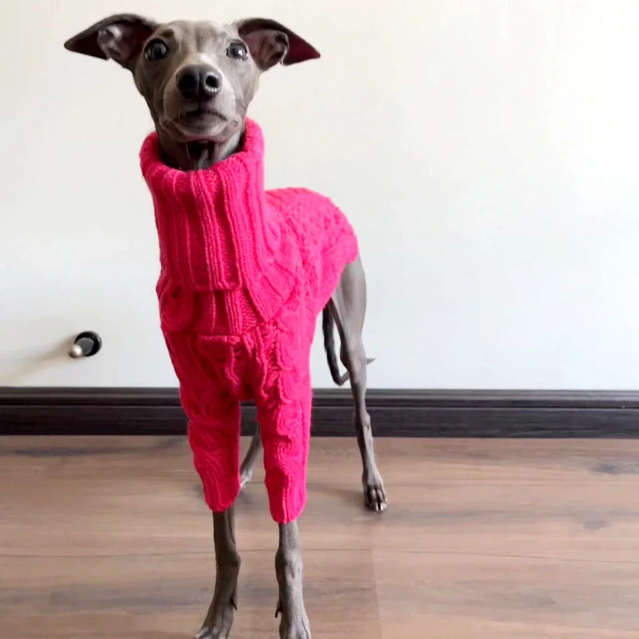 Polotröja för hund