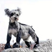 Regnskydd | Överdragsbyxor | Skor för hund