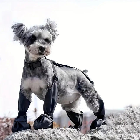 Regnskydd | Överdragsbyxor | Skor för hund