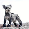 Regnskydd | Överdragsbyxor | Skor för hund