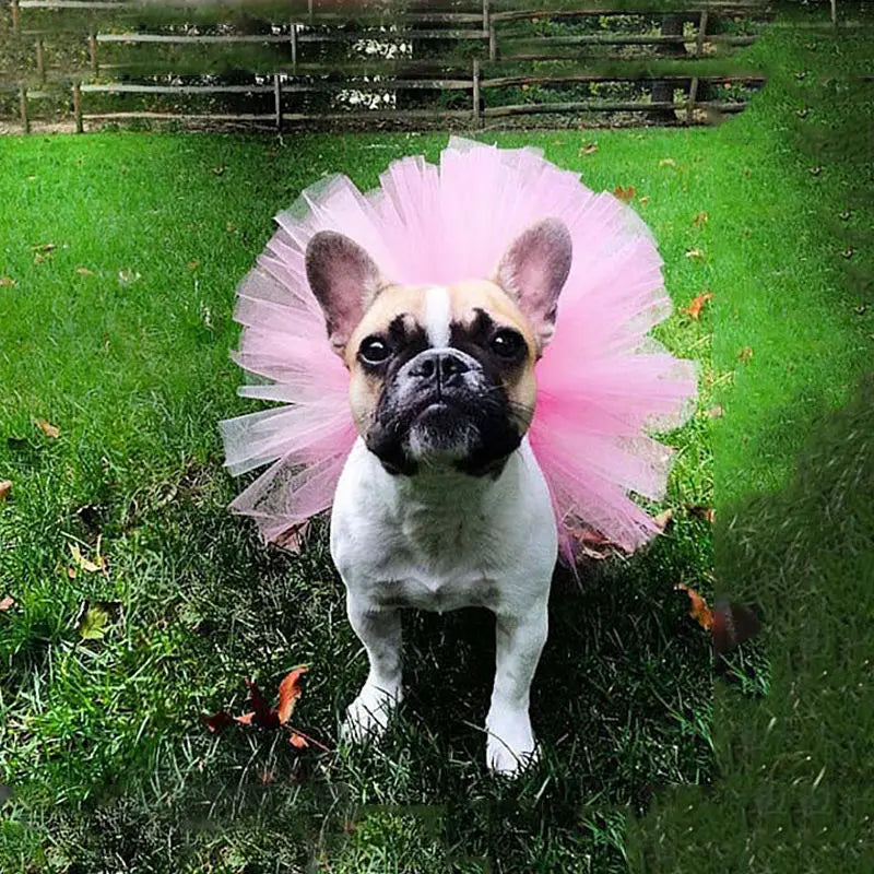 Tyllkjol för hund