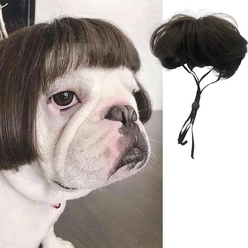 Peruk för hund