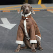 Varmfodrad hundjacka