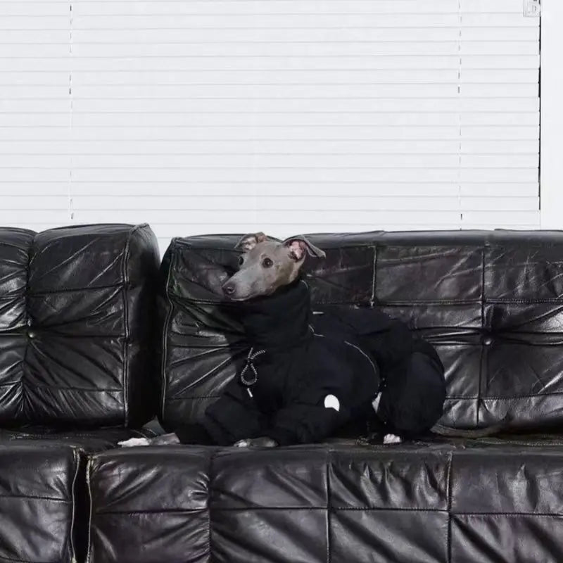 Vinteroverall för hund