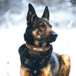 Hundhalsband med kedja