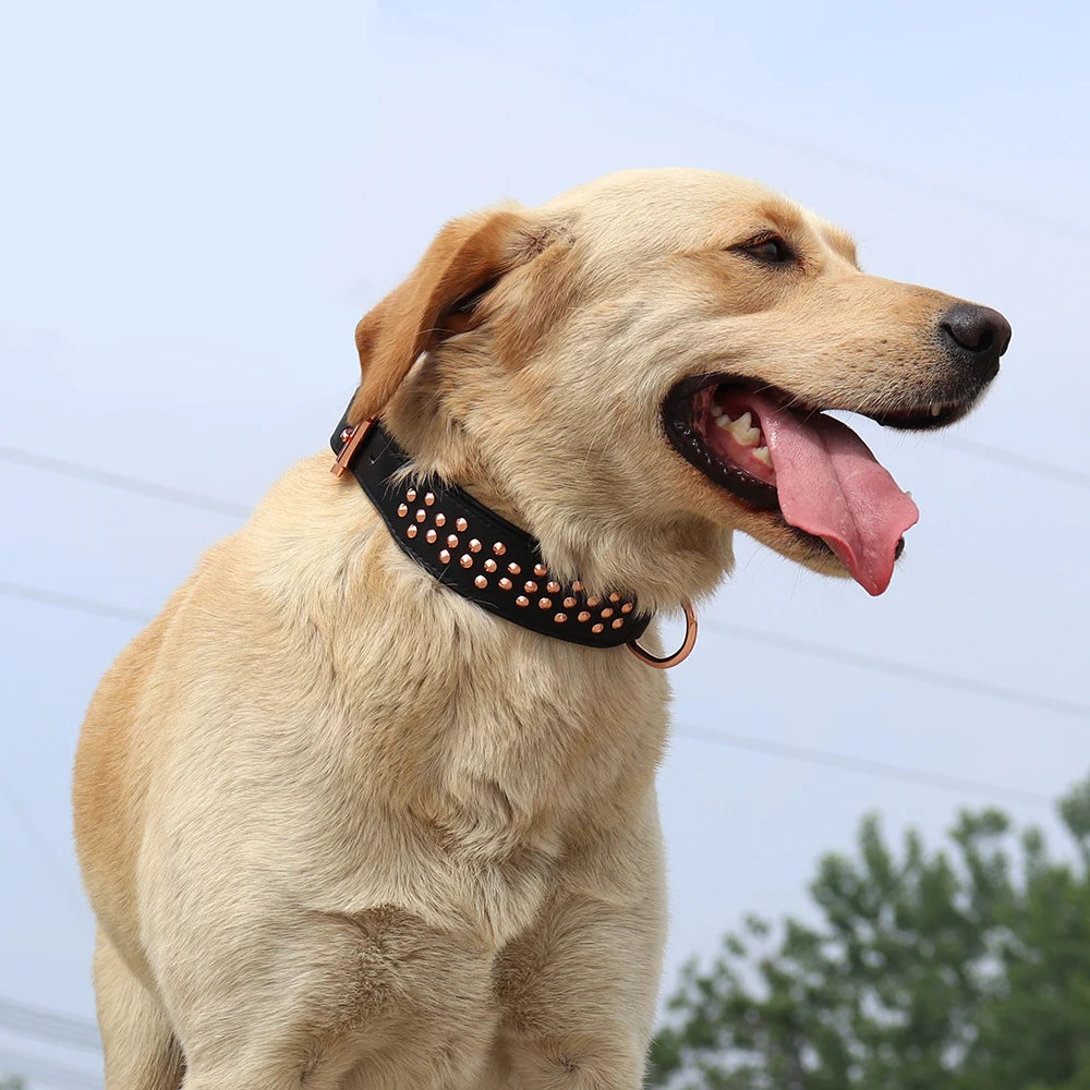 Hundhalsband med nitar