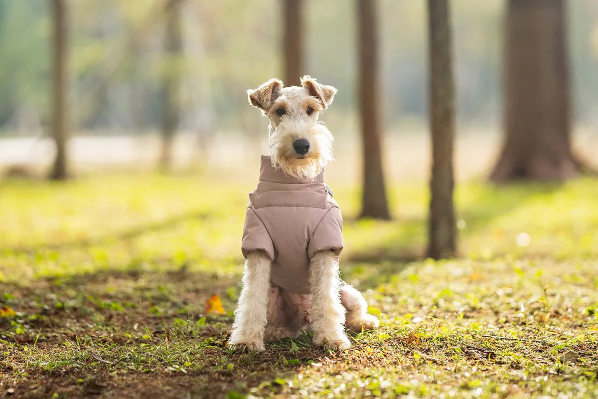 Vinterjacka med sele för hund