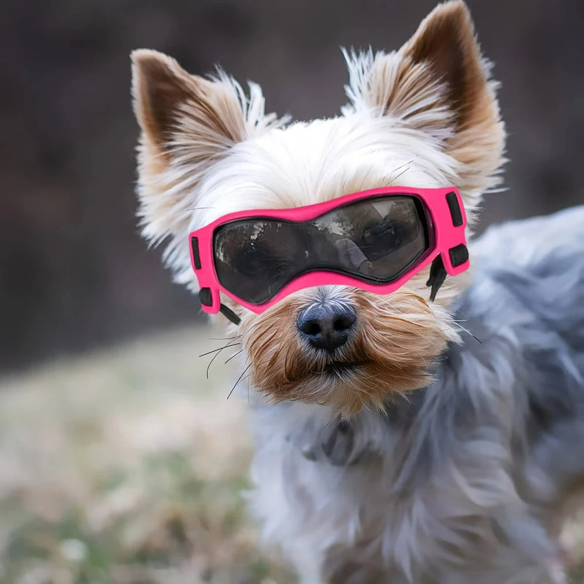 Set med hjälm och goggles för hund