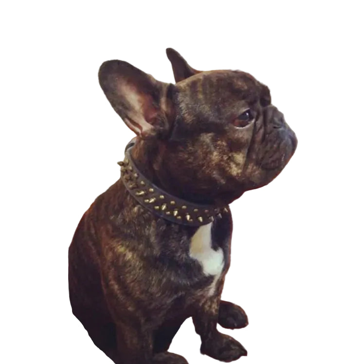Hundhalsband med nitar