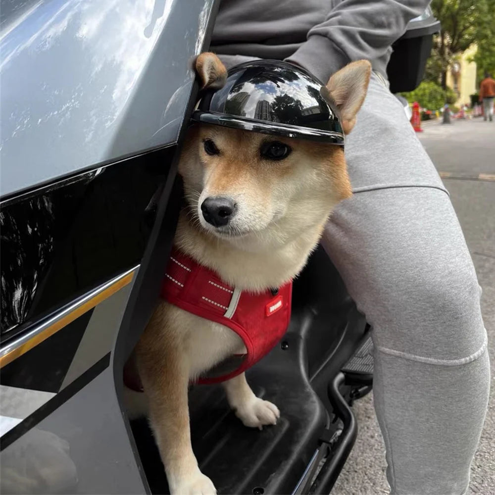 Hjälm för hund