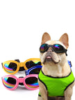 Goggles för hund