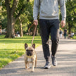 Glittrigt hundhalsband med nitar