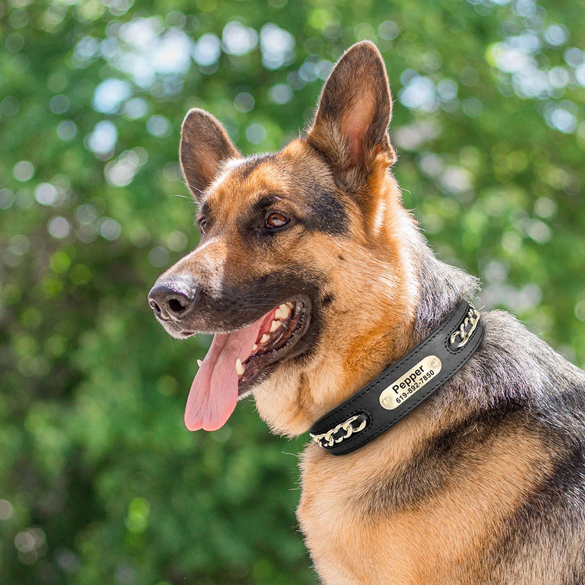 Hundhalsband med kedja