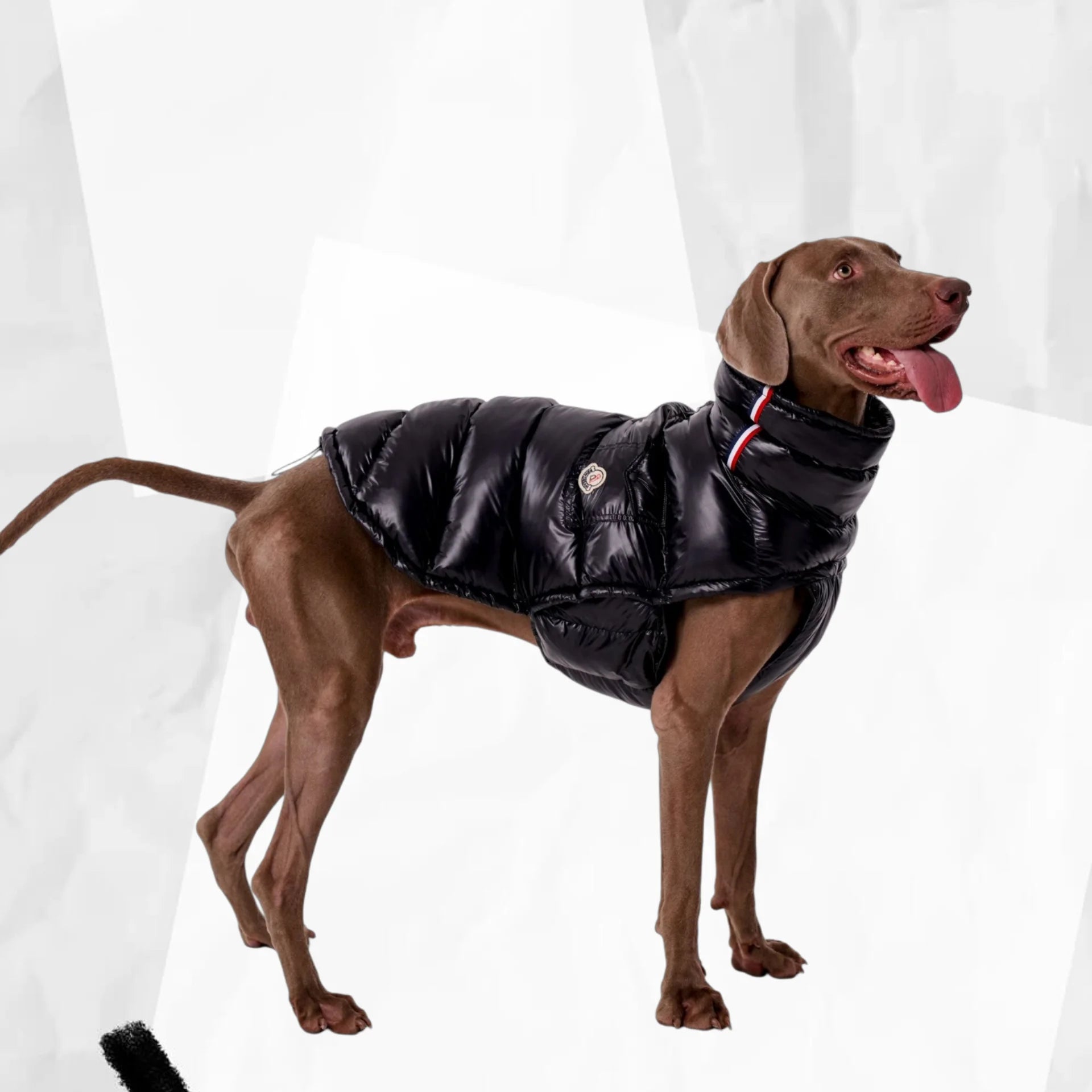 Täckväst för hund