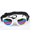 Goggles för hund