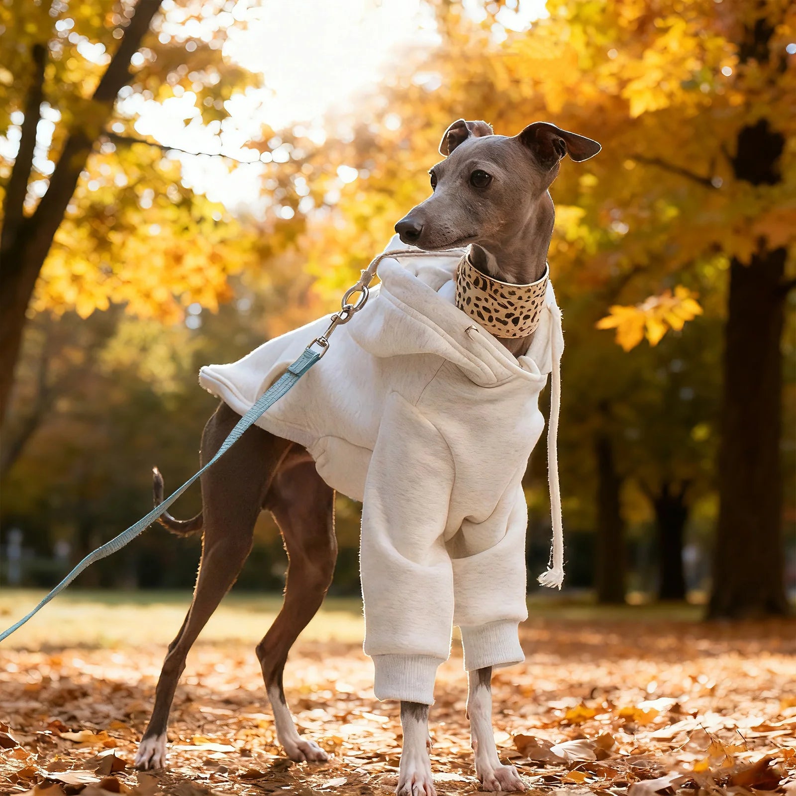 Hoodie Sweatshirt för hund