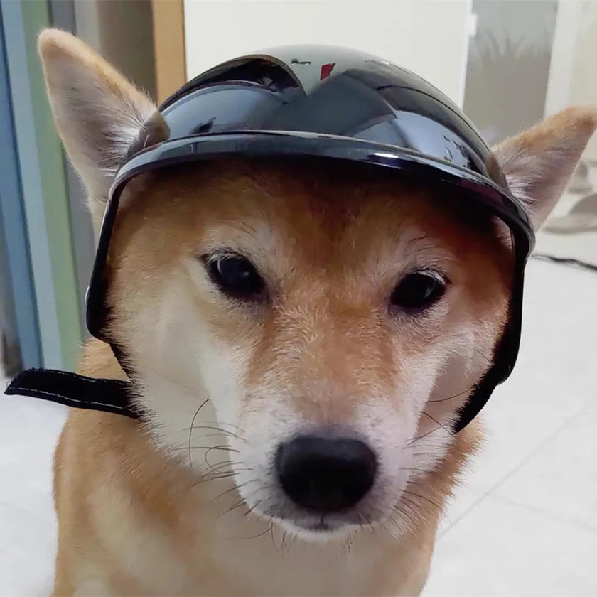 Hjälm för hund