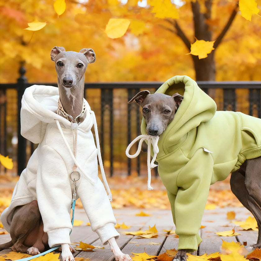 Hoodie Sweatshirt för hund