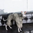 Vinteroverall för hund