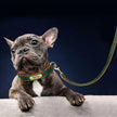 Hundhalsband & koppel