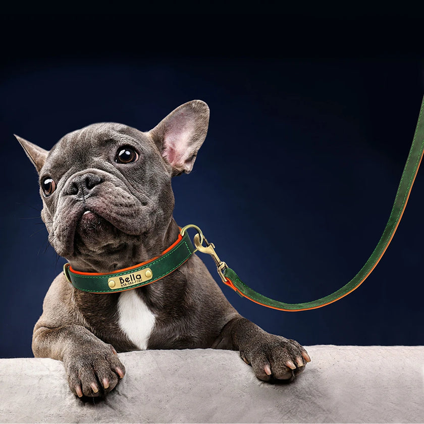 Hundhalsband & koppel