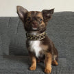Hundhalsband med nitar