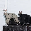 Vinteroverall för hund