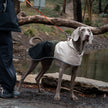 Regnjacka för hund
