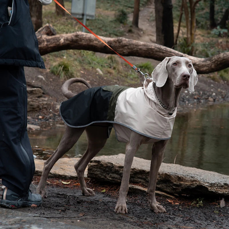 Regnjacka för hund