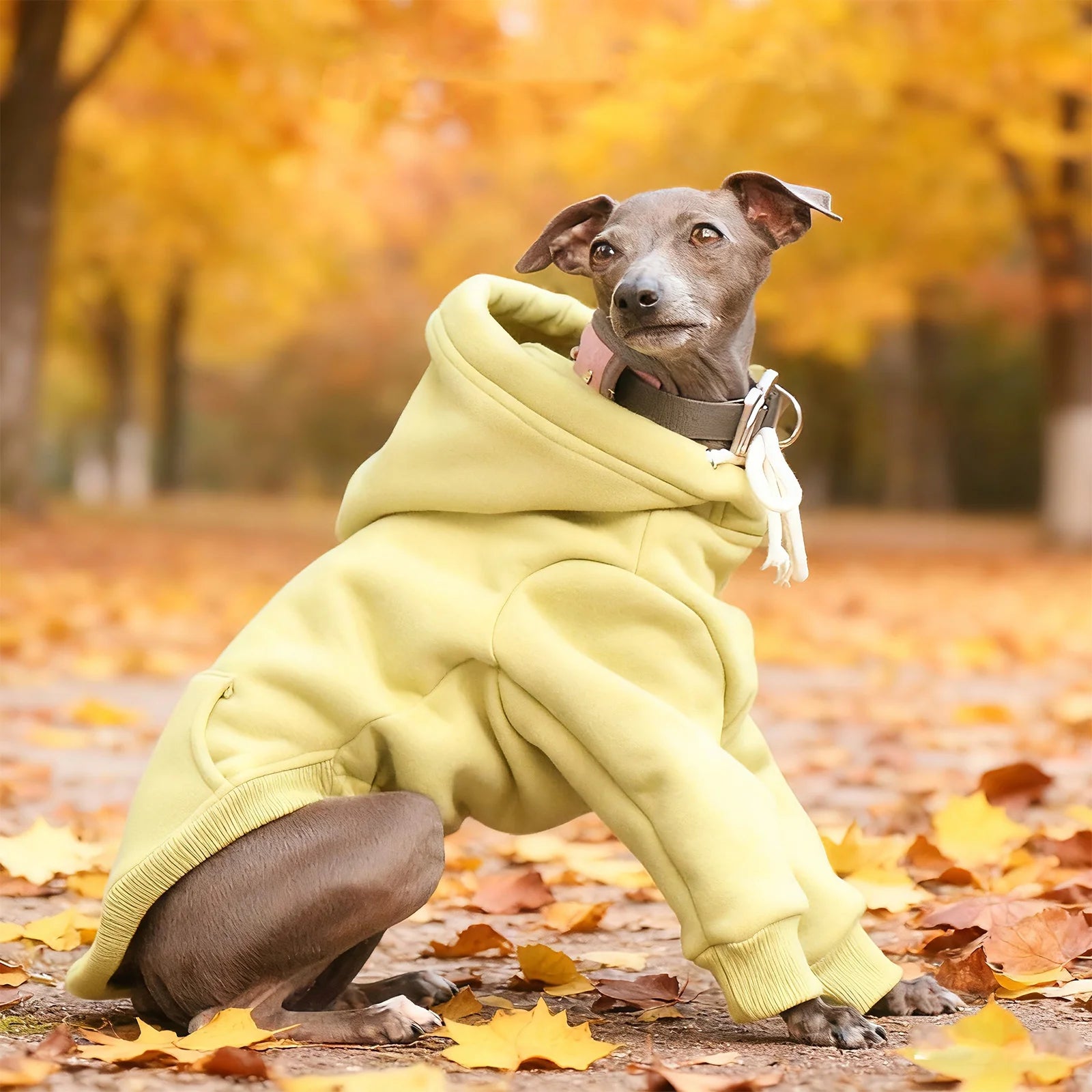 Hoodie Sweatshirt för hund