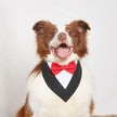 collection_accessories_dog