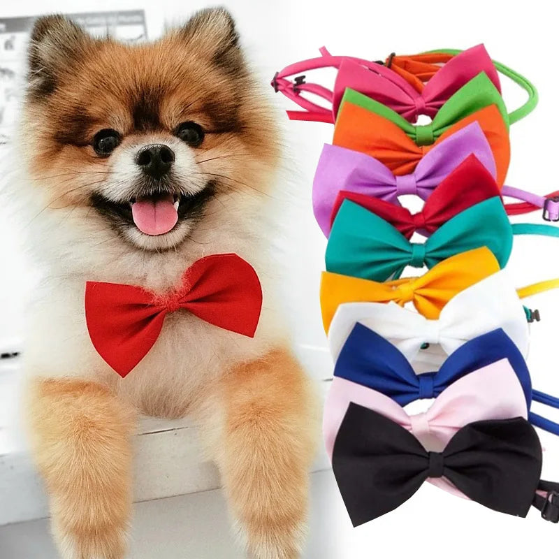 Fluga för hund