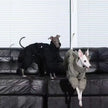 Vinteroverall för hund