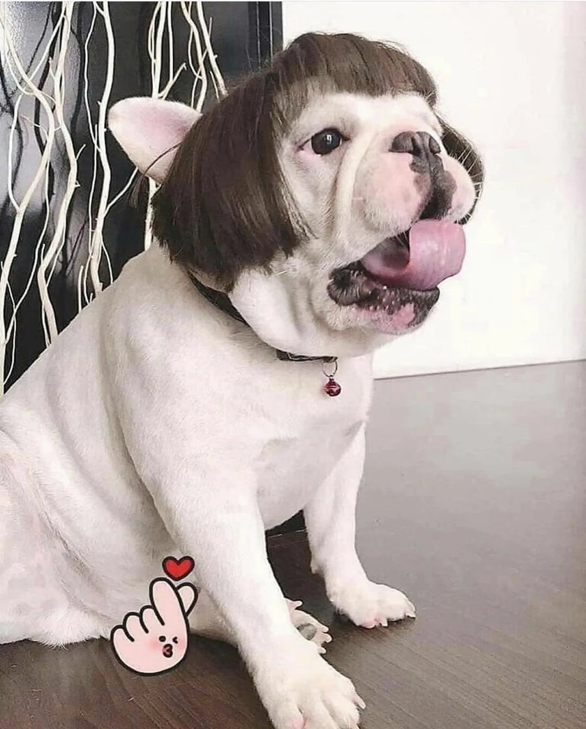 Peruk för hund