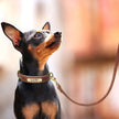 Hundhalsband & koppel