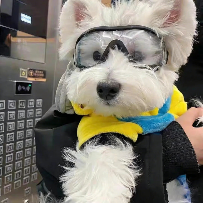 Goggles för liten hund