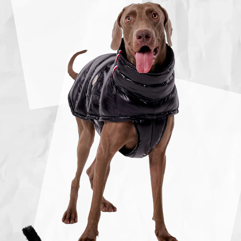 Täckväst för hund