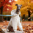 Hoodie Sweatshirt för hund